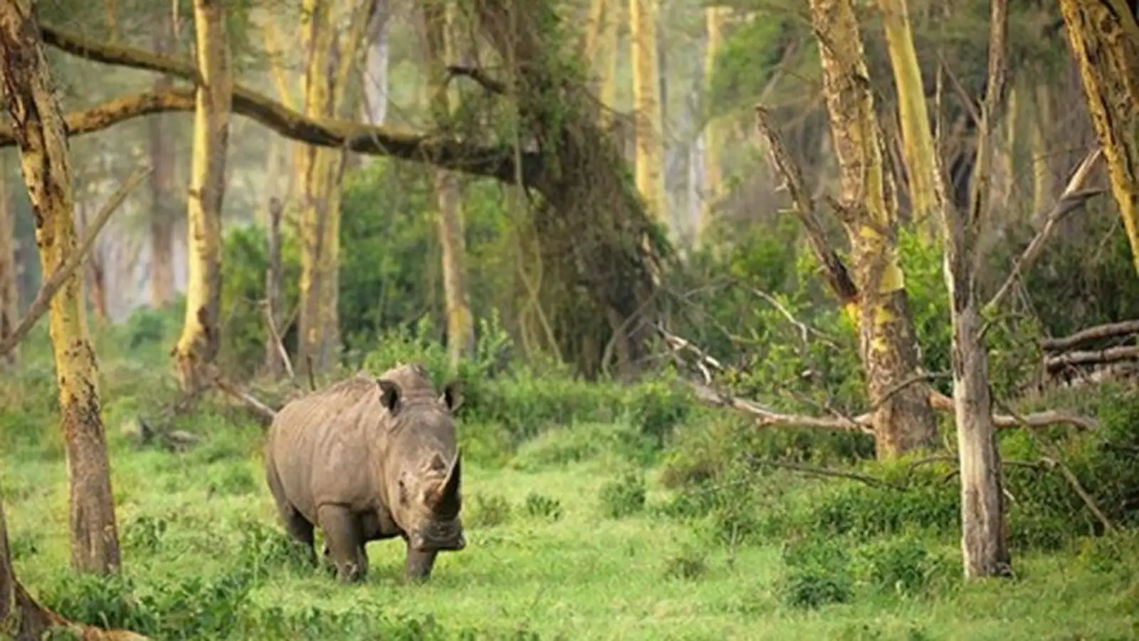 the most popular national park indonesia- ujung kulon national park