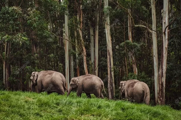 The  most popular national parks - Way Kambas National Park