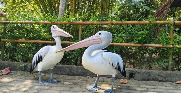Bird Edutainment (Pertunjukan Burung)