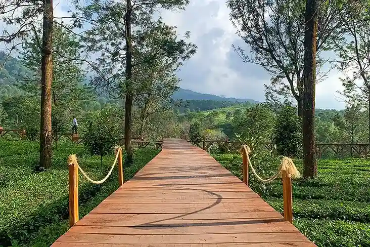 Tea Bridge Gunung Mas