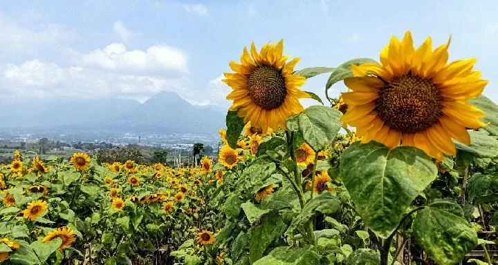 9 Taman Bunga Paling Viral di Malang dan Sekitarnya di 2025
