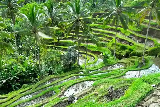 Busungbiu Rice Terrace