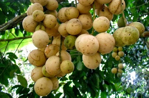 Oleh-Oleh Khas Jambi  - Duku kumpeh 