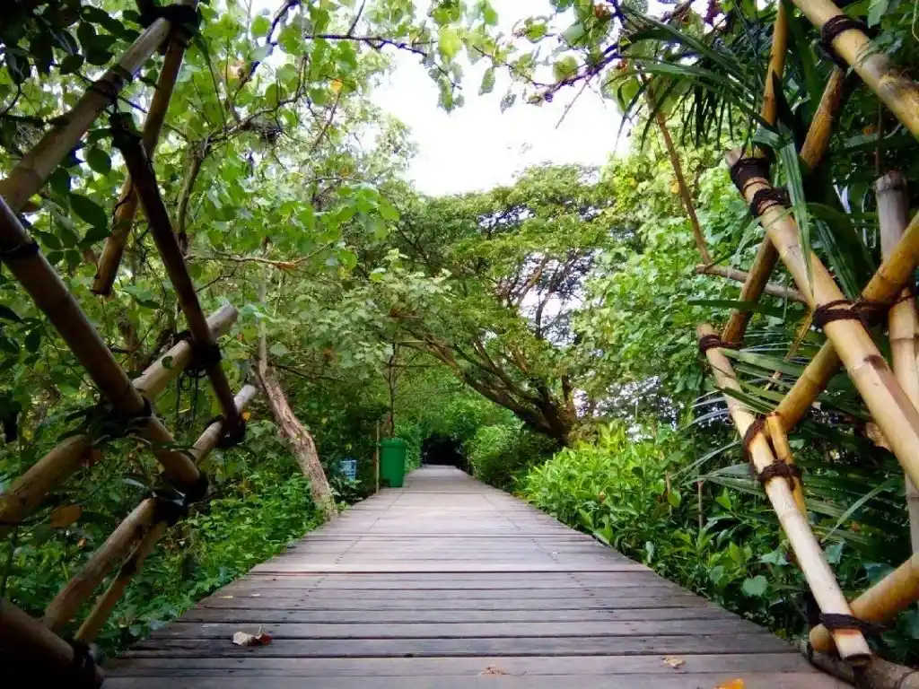 Wisata alam Surabaya - Ekowisata Mangrove Wonorejo