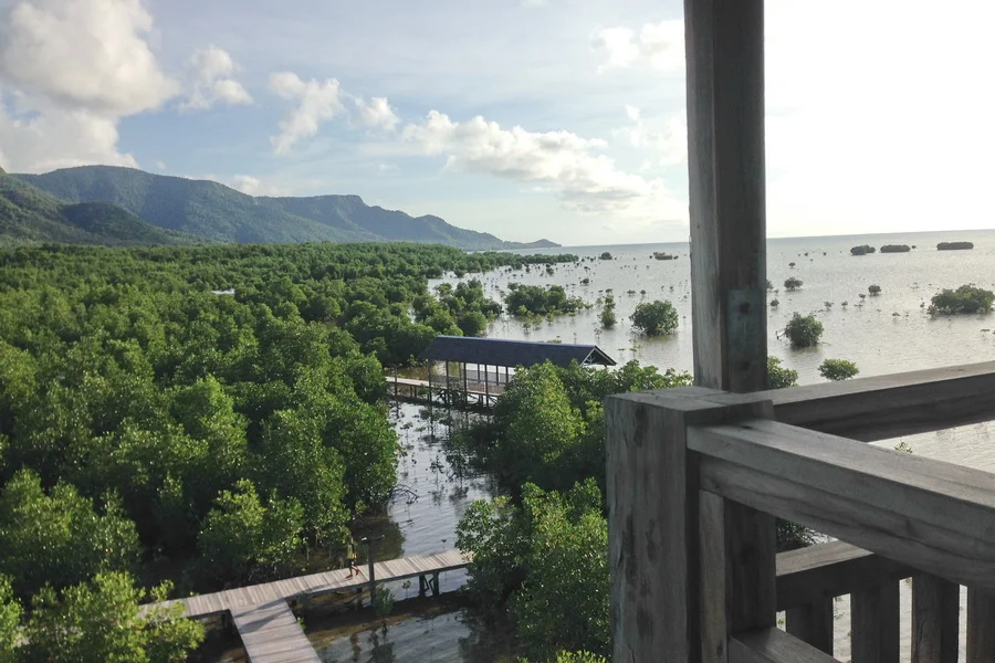 Hutan Mangrove-  wiasta Karimunjawa