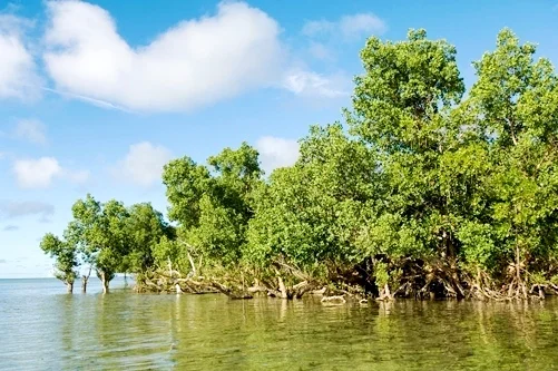 Kode Pos Monokwari - Hutan Mangrove Wasior