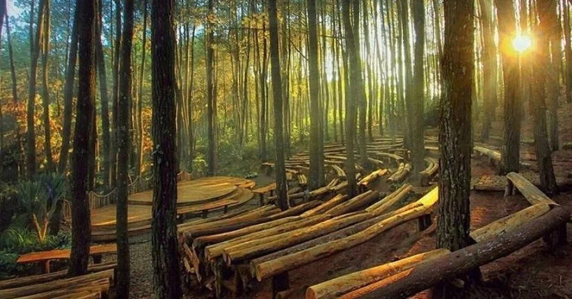 Hutan Pinus Mangunan, Yogyakarta