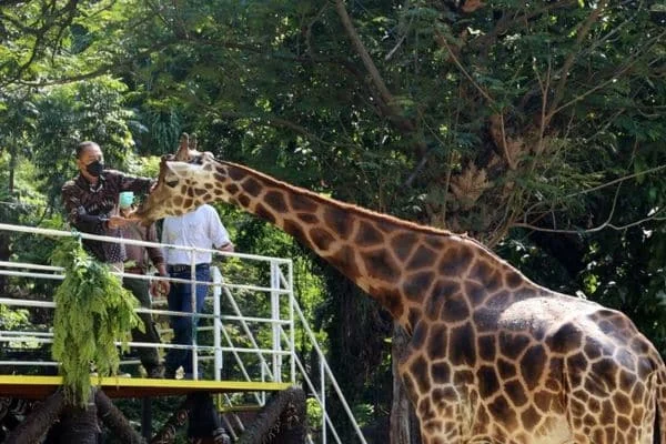 Wisata Alam Surabaya - Kebun Binatang Surabaya