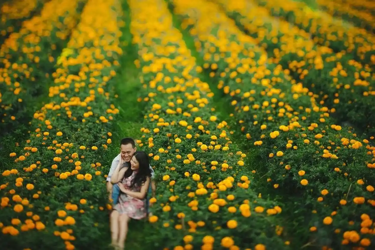 Kebun Bunga Marigold, Bali(1)
