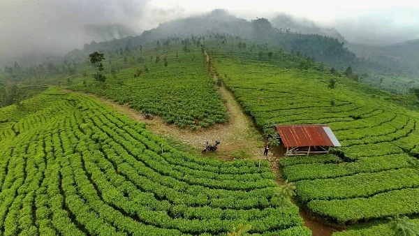 wisata alam semarang - Kebun Teh Medini