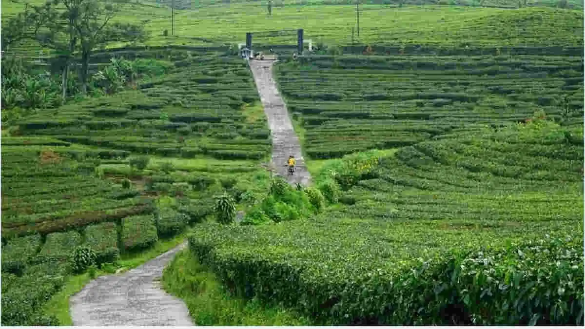 Kebun Teh Sukawana