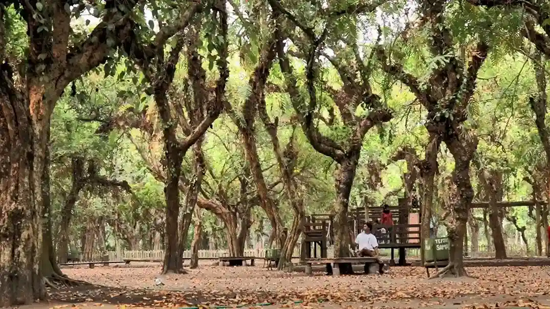 Wisata Blitar Terbaru Kesambi Tress Park