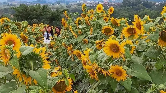 Ladang Bunga Matahari