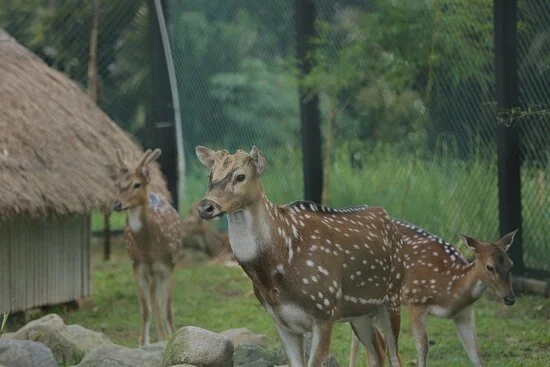 Mini Zoo