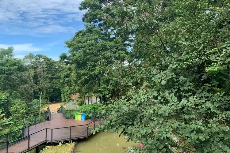 Tree Top Trail dan Pemandangan Menakjubkan Gunung Gede Pangrango