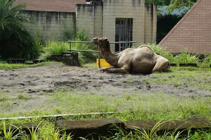 tempat wisata untuk libur lebaran di jogja - gembira loka zoo