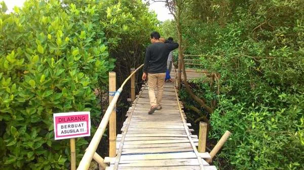 Wisata Dekat Bandara YIA - Hutan Mangrove Kadilangu