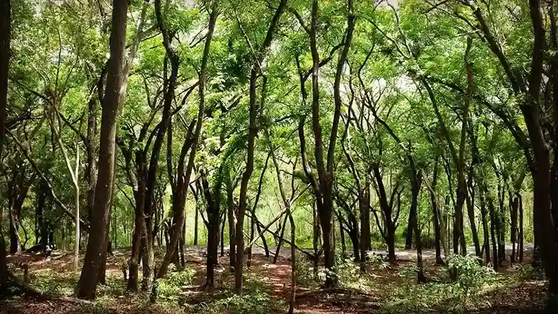 Suaka Margasatwa Sermo
