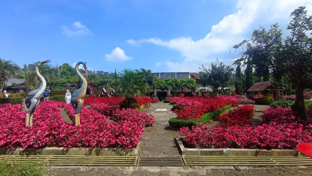 wisata romantis bandung - Kebun Begonia Lembang