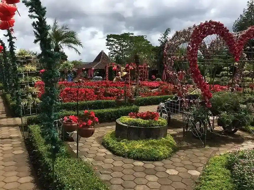 Kebun Begonia
