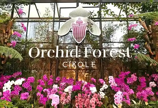 wisata romantis bandung - Orchid Forest