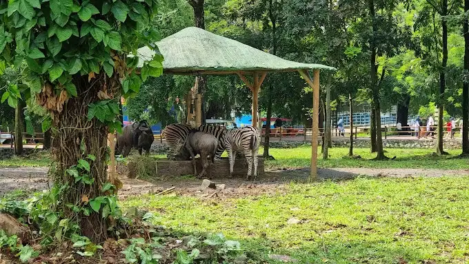 Solo Safari