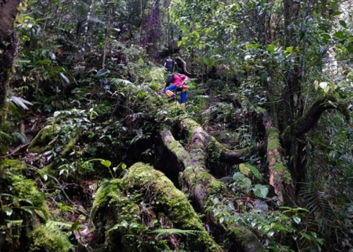 puncak tertinggi di Indonesia - Gunung bukit raya