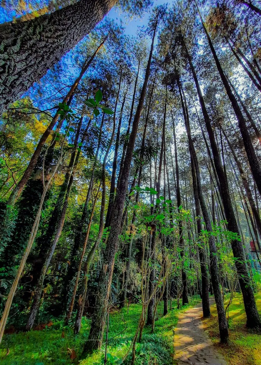 Taman Hutan Raya