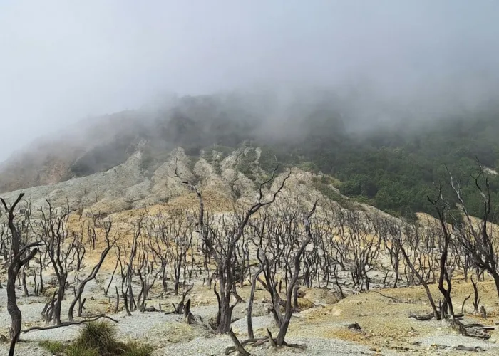 hutan mati papandayan