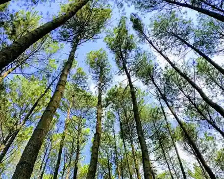 Hutan Pinus Rahong