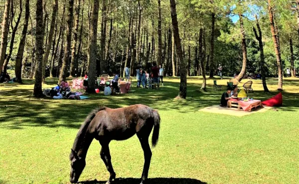 Berkuda di Hutan Pinus_