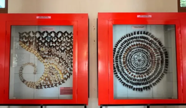 Museum Serangga Tuban