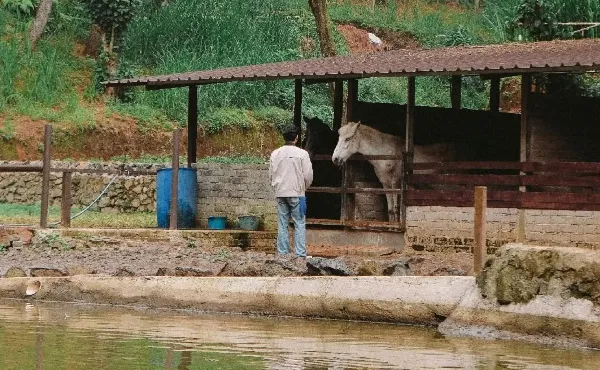 Berinteraksi dengan Hewan Ternak di Jungle Milk Lembang