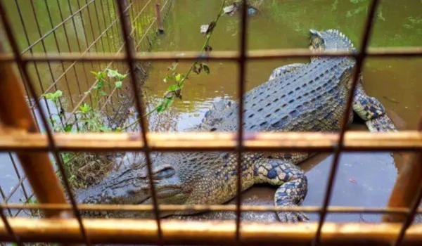 Taman Reptil Tuban