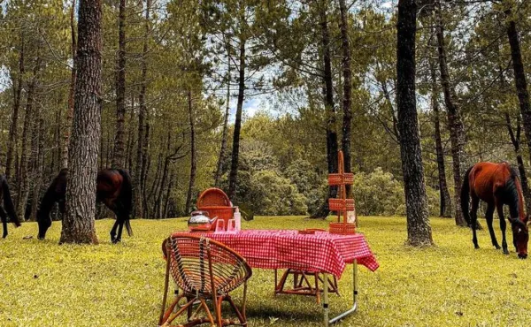 Apa Itu Jungle Milk Lembang