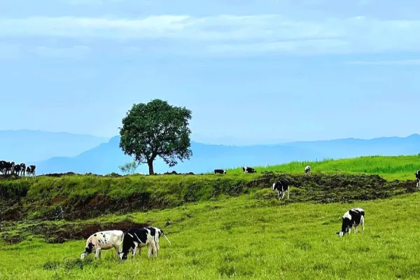 Daya Tarik Menggala Ranch Banyuwas