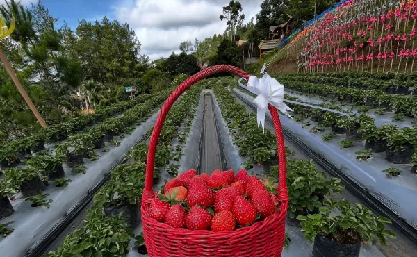 Hal yang bisa dilakukan di Bukit Strawberry Lembang_