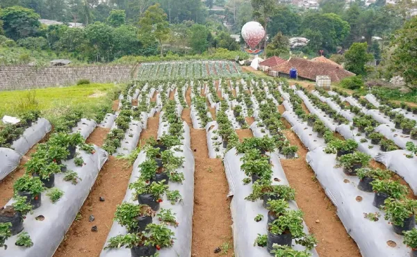 Jam buka Bukit Strawberry Lembang