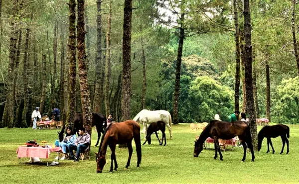 Jungle Milk Lembang