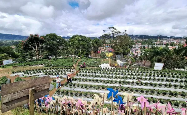 Lokasi Bukit Strawberry Lembang_