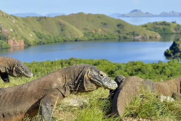 Sabana Komodo – Pulau Rinca, Nusa Tenggara Timur