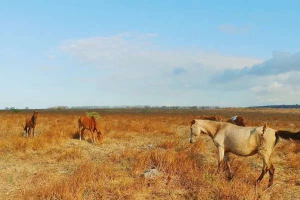  Sabana Sumba – Nusa Tenggara Timur