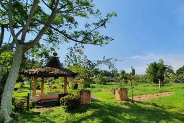 Hutan Homogen_ Area Super Sejuk Favorit Pengunjung