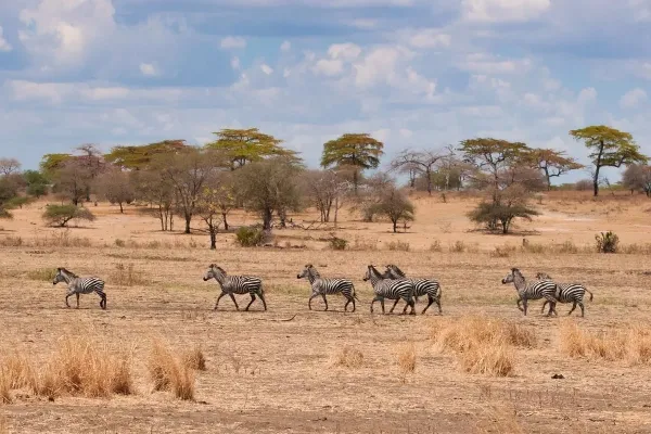 Jadi, Apa Itu Sabana_