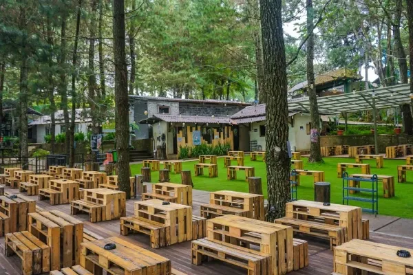 Kopi Daong (Daong Hutan Pinus)