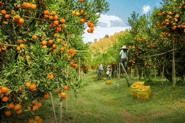 Agro Wisata Kebon Jeruk Nganjuk