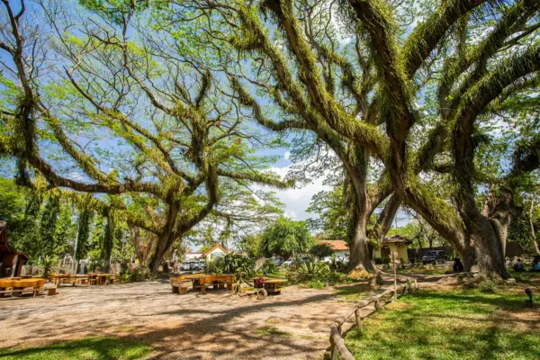 Djawatan Glamping (Dekat Hutan Djawatan Benculuk)