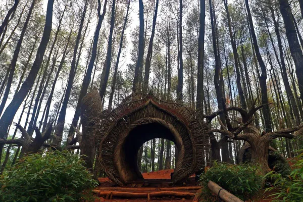 Wiata Malam Jogja - Hutan Pinus Pengger (Dlingo)