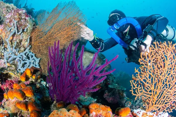 Pulau Tomia_ Surga Diving di Wakatobi