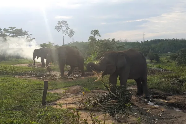Pusat Latihan Gajah Minas Riau